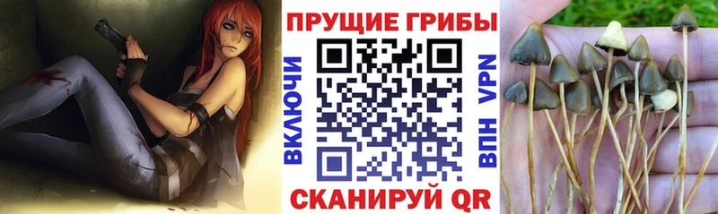 где продают наркотики  Кимры  Галлюциногенные грибы Magic Shrooms 
